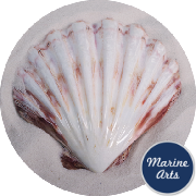 8201 - Polished Sunset Scallop - Natural 12.5cm